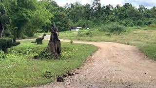 Elephant (Boomlong)is coming! the Thai elephant conservation center in July 2022