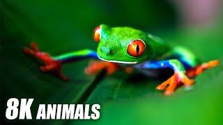 Exclusive Animals Collection 8K HDR 60FPS ULTRA HD