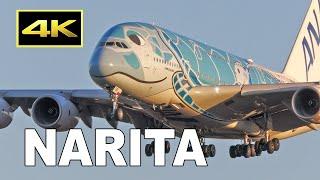 [4K] 80 jets plane spotting from morning to evening at Tokyo Narita Airport 2023 / 成田空港