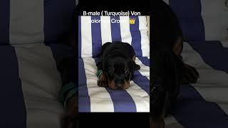 #brabus #doberman #doglover #beautiful #doberman #tiktok #instagram #facebook #reels #everyone #pets