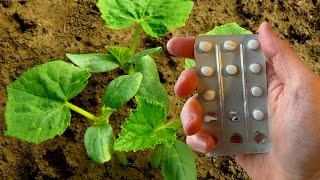 Even the most dead cucumbers come to life and immediately grow, do not get sick! Just do it!