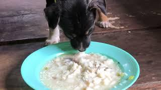 Canned fish episode 365| By Dog Food TV