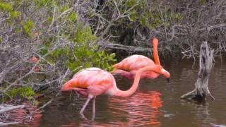 American Flamingos in the Galapagos (4K UHD)