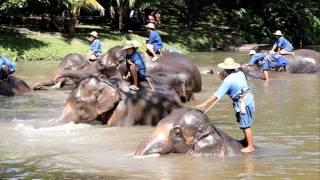 Thai Elephant Conservation Center