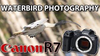 Canon R7 Waterbird Photography - How good is EYE DETECT AF?!