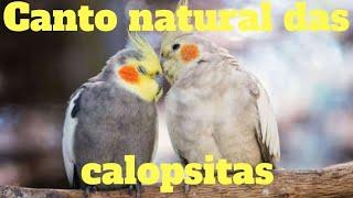 Calopsita cantando - canto natural