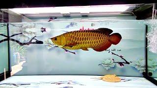 8 Rare Golden Crossback Arowana | Beautiful Gold Arowana Fish