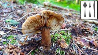 Mleczaj przydymiony (Lactarius lignyotus) Małopolska