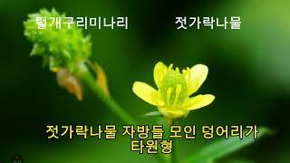 (비교) 털개구리미나리 vs 젓가락나물