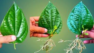 Betel Leaf Plant growing from Leaves || Grow Betel leaf Plant