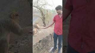 monkeyiting भेल l #shorts #ytshorts #monkey #kasaraghat #rambhakt