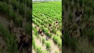 How Ducks Naturally Eradicate Weeds in Rice Fields