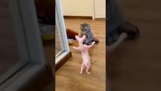 ROFL Moments: The Most Hilarious Cat Videos from Around the Globe! #shorts  #cats #funny #animals