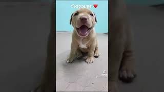 Hager Kennels DaJi️ #apbt #apbtlife #tomgarner #workingdogs #americanpitbullterrier