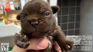 Tiny puppies abandoned and left to die: Otter's Story