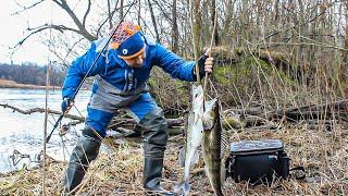 ПОШУКИ ЗИМОВОГО РУСЛОВОГО ХИЖАКА  Зимовий спінінг! Поговоримо про ШНУРИ