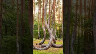 Mysterious crooked forest #plants #crookedforest