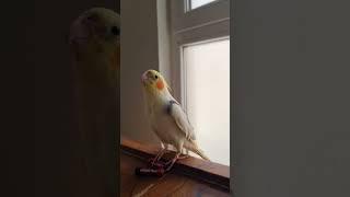 Mocki the Cockatiel Sings the Famous 'Cookie Cookie' Song! #birds #cockatiel