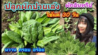 วิธีปลูกผักปวยเล้ง ผักโขมฝรั่ง(โฮเรนโซ)Spinach แค่  30 วัน