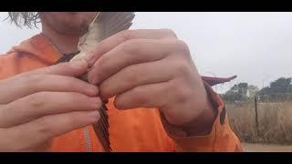 Hirundo rustica a few facts, maybe