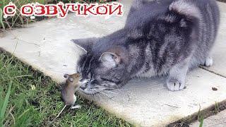 Приколы с котами! С ОЗВУЧКОЙ! Смешные коты! САМЫЕ СМЕШНЫЕ ЖИВОТНЫЕ!  ДО СЛЕЗ!!