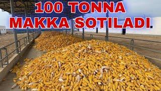 100 TONNA MAKKA SOTILADI +998884610505