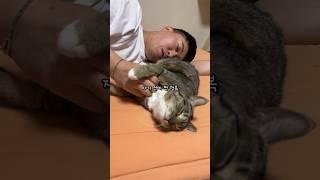 집사 기분 좌지우지 하는 고양이 #shorts #shortvideo #고양이 #시트콤