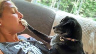 Dog Shuts Up Owner