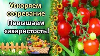 ЛУЧШИЕ СПОСОБЫ УСКОРИТЬ СОЗРЕВАНИЕ ТОМАТОВ НА КУСТУ! СЛАДКИЕ ПОМИДОРЫ ЭТО ЛЕГКО И ПРОСТО!