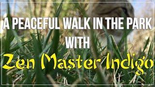 A Peaceful Walk to the Park with Zen Master Indigo