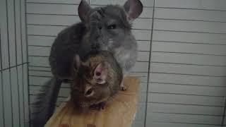 Chinchilla and Octodon Degu cleaning.