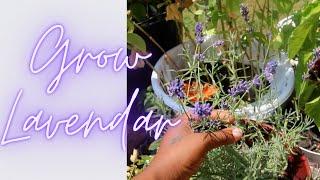 How to Grow Lavender in Containers/Pots| StayForeverTrue