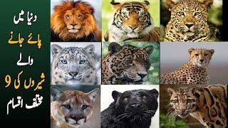 Types of Big Cats in the World |Lion, Tiger, Leopard, Jaguar, Snow Leopard, Cheetah, Cougar, Panther