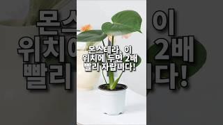  몬스테라, 이 위치에 두면 2배 빨리 자랍니다! 