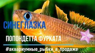 Аквариумная СИНЕГЛАЗКА - Попондетта фурката | Pseudomugil furcatus