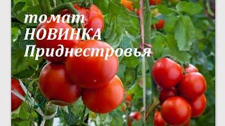 КУСТЫ ломятся от плодов!!ВСЕГДА С УРОЖАЕМ.#томаты #урожай