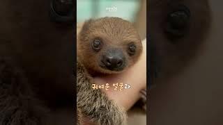 서울대공원 새끼 나무늘보 탄이 유튜브 데뷔 #shorts