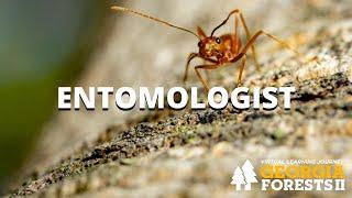 Entomologist | Careers in Forestry