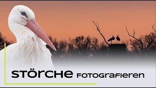 Störche fotografieren - Naturfotografie Tutorial - Tierfotografie