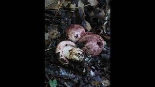 Hygrophorus purpurascens