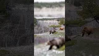 Be Bear Aware! | Montana FWP #montanafwp #bears #bearaware #wildlife #montana #grizzlies