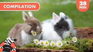 Spring Animals For Kids  Fun Kids Songs Compilation 🪁 Platoon Kids