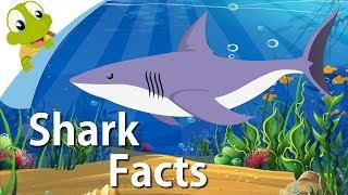 Shark Facts | Why Sharks are so awesome | Fun Facts for Kids