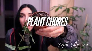 Plant Chores II Repot Cissus Amazonica II Propogate Watermelon Peperomia II Spider Mite Control