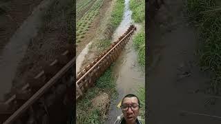 nông dân không có máy bơm phải dẫn nước thỉ công #farming #agriculture