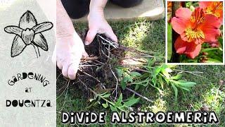 3 Tips for Dividing Alstroemeria, Peruvian Lilies || Quick & Easy Guide