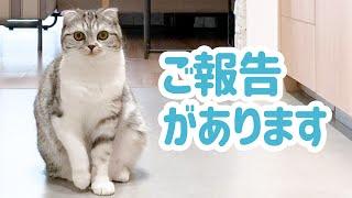 愛猫ぐうの骨の病気についてご報告です［スコティッシュフォールド・ぐう］