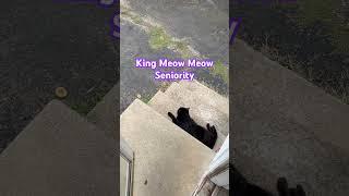 King Meow Meow Said… #cat #funny #god #freedom