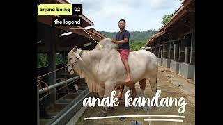 kandang breeding, feeding & contest || lembu benggolo