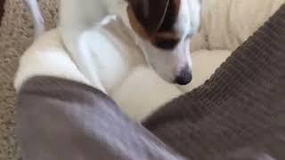 Bad day? Watch Lucy the Cute Jack Russell’s funny reaction to her new dog bed.